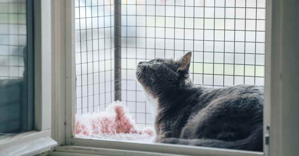 Redes de proteção para pets